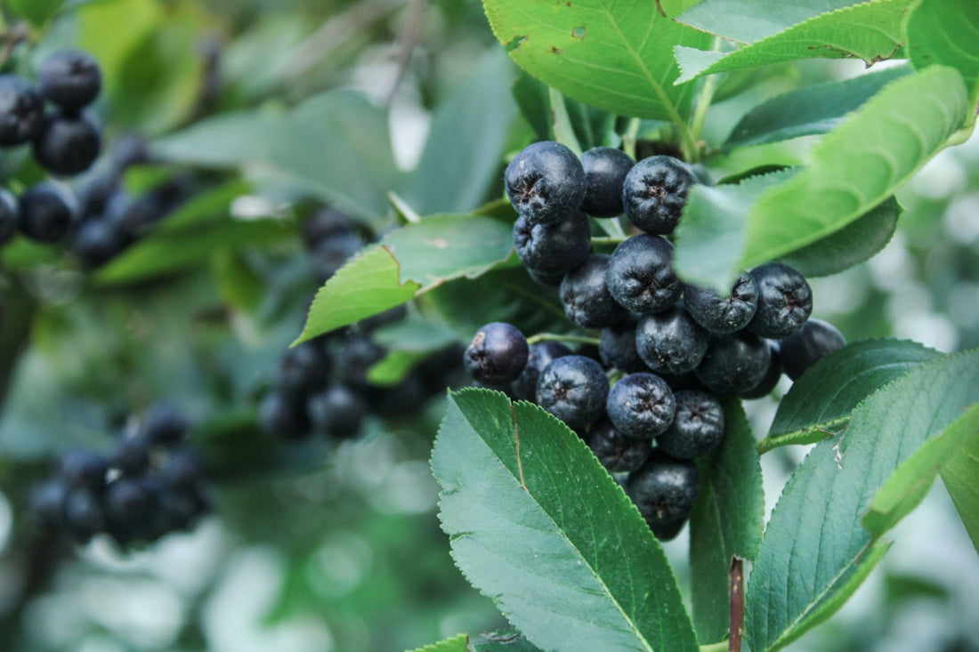 Aronia beneficii: fructul minune care îți asigură o viață sănătoasă